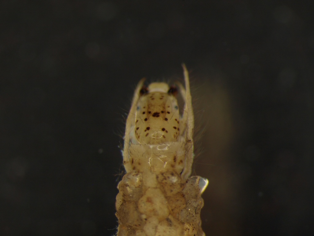 Athripsodes cinereus 2